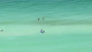 Shark at Panama City Beach