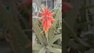 5 feat ka aloevera 🤯🤯#aloe vera #plants #flowers #gardening