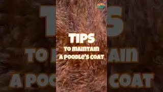Tips to maintain a poodle's coat