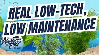 Effortless Green Low Tech Planted Tank Setup That Actually Stays Low Maintenance