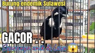 raja perling gacor cocok buat pancingan