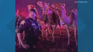'Camels and zebras' take over highway after semi fire in Grant County