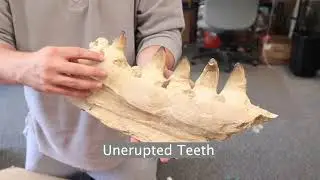 Mosasaur Jaw Section Unboxing