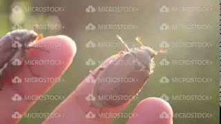 funny maybugs chafer creeping by the hand