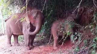 Baby Elephant and Mom Dust Bathing