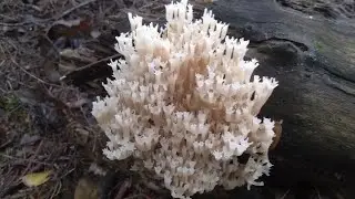 Edible Treats :Crown Tip Coral Mushrooms Fresh Today. #mushrooms
