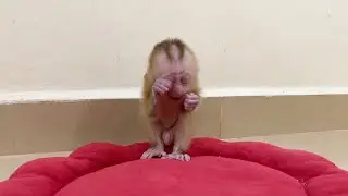 Ronaldo Sit Near Wall Hide Te-ar When Mom Careless Him Alone