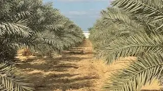 ازاى تستفيد من أزمة الدولار في زراعة النخيل البرحى01014687269