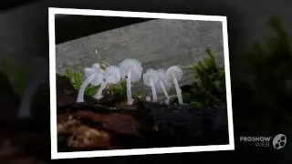 Delicatula integrella - fungi kingdom