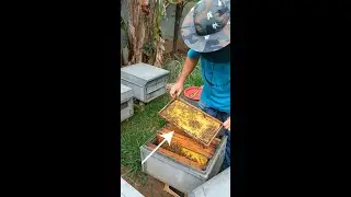 🔴Live Beekeeping Farm Inspection | Removing Queen Cells to Prevent Swarming & Hive Poison Problem