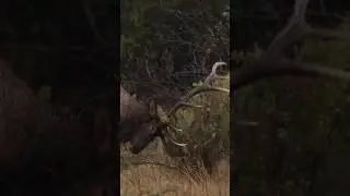 Elk rut in Action. Watch this bull elk work over a bush! #elk #wildlife #naturephotography #animal