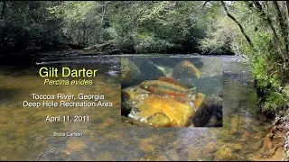 Gilt Darter (Percina evides), Deep Hole, Toccoa River, Georgia 2011