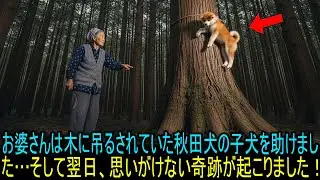 お婆さんは木に吊るされていた秋田犬の子犬を助けました…そして翌日、思いがけない奇跡が起こりました！