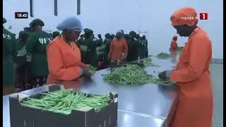 &Agrave; Mont-Rolland (r&eacute;gion de Thi&egrave;s), la ferme agricole Quality Fruit S&eacute;n&eacute;gal (QFS) exploite 435