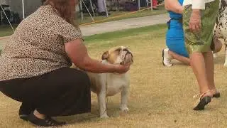 2026 Australia Day AM Show - Non Sporting Dogs