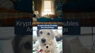 Meet Krypto's Stand In Actor From Superman 2025