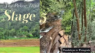 The Pekoe Trail - Stage 5: Village Roads, Tea Estates & Hidden Woods