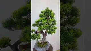 Бонсай на заказ.#бонсай #bonsai #интерьер #стиль #подарок #flowers #design #love #дом #япония #home