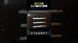 タバコを土に埋めた結果