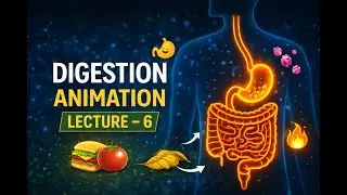 Digestion Animation || Lecture - 6 || Life Process || BIOLOGY || Chapter - 5 || Class - 10th