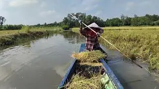 Thu hoach lúa mùa  nước  nỗi 