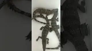 Shipping Farm Breeding 5060cm #National #Crocodile #Artificial