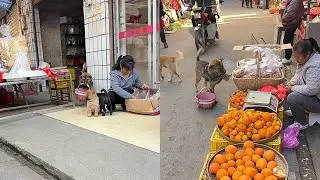 The highly intelligent dog took the money to the market to buy various vegetables and meats🤠