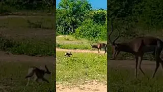 Antelope vs Jackal! Epic Savannah Chase #shorts #antelope #jackal #wildlife