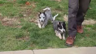 Blue Heeler Puppies For Sale