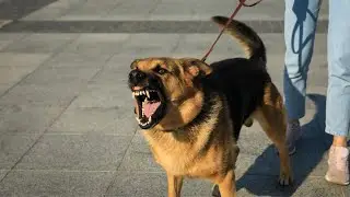 German Shepherd Dog Howling and Barking Sound Effects 2025