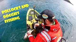Kayak fishing for pollock and dogfish - Irish Kayak Angling