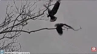 Irvin, subadult and Stella PixCams USS Bald Eagle Cam 3
