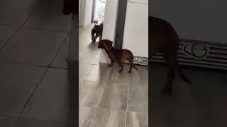 Dogs Play Hide-and-Seek || ViralHog
