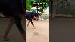 #pets ms dog boarding house in gurugram