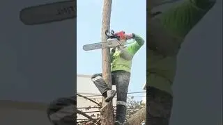 amazing crazy Woodworking projects large tree cutting skills Technique #shorts #short #chainsaw