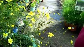 Wilson's Garden Center: Dead heading Coreopsis