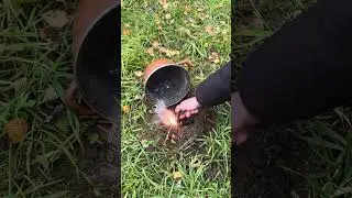 🧨POWERFUL BULLDOG POD GARNKIEM🧨 #goviral #ytshorts #shorts #viral #polenb&ouml;ller #fyp #firecracker