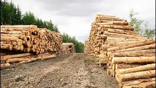 The log yard- Me at work