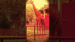 tallest zerafe of the world,#zerafe,#zarafa,#thenatureandpets ,#shortvideos