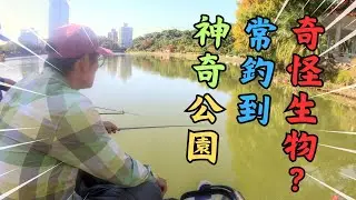 碧湖公園常釣到奇怪生物!!!  引來路人圍觀!!  ｜碧湖公園小物釣｜微物釣｜タナゴ｜牛屎鯽｜鰟鮍｜毛蟹｜烏鰡｜草魚｜朱文錦｜ #釣魚  #タナゴ釣り #tips