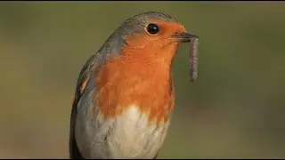 Tierbeobachtungen im Siedlungsbereich