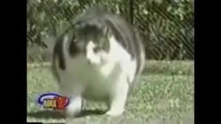 Химми, самый толстый кот в мире