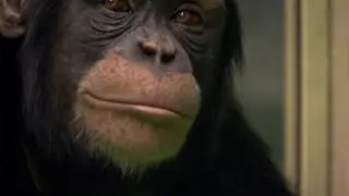 Chimp vs human!   Working Memory test   Extraordinary Animals   Earth