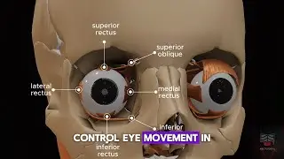 Extraocular Muscles & Their Actions | 3D Animation