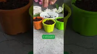 😱 Try this viral DIY Kit now & grow vegetables at home in less than 3 weeks. #plants #gardening #diy