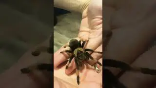Tarantulas are not scary :). #bigspider #spider #spiderman #tarantula #friendship #cute
