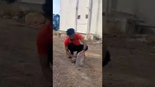 Rescue time indian spectacle kobra snake 🐍😱🙏.    #cobra #indianspectacledcobra #snake #snakevideo