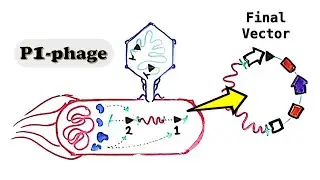 P1 Phage and PAC cloning vector - Pac sites, Cre-loxP, and SacB lethality