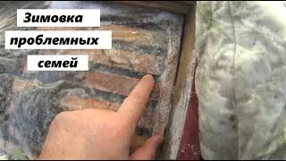 Зимовка проблемных пчелиных семей.