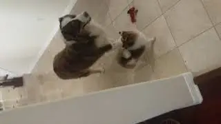 Otto steal's Rocky's bone